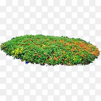 创意高清摄影在户外生长的花卉