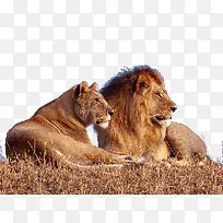 草原上的狮子夫妻素材