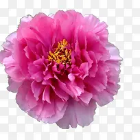 牡丹花系列