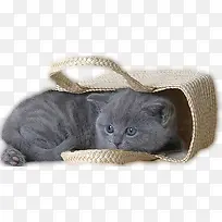 篮子小猫