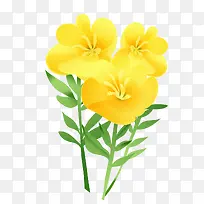 漂亮的黄花
