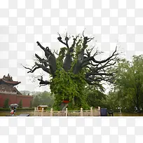 旅游