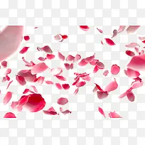 花瓣漂浮