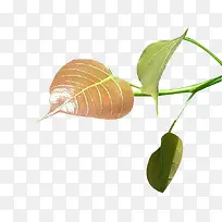 菩提树叶子图片素材