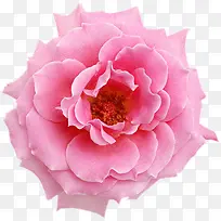 粉色鲜艳玫瑰花朵黄蕊