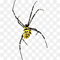 黄色八爪蜘蛛