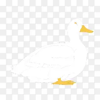白色的鸭子