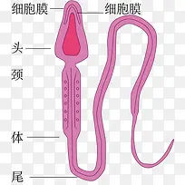 精子解析图