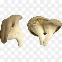 白灵菇
