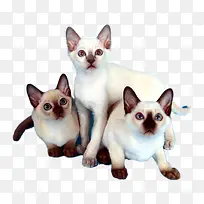 三只可爱的泰国猫