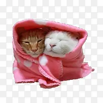 毛毯包裹的两只猫咪素材图片