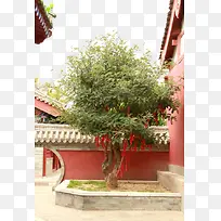 寺庙角落的小树