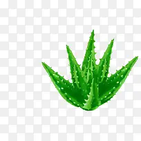 绿色芦荟