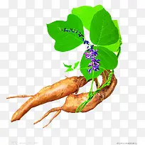 葛根