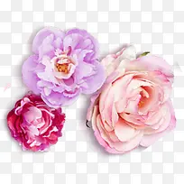 浪漫粉紫色玫瑰花装饰