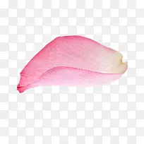 花瓣，红色，花