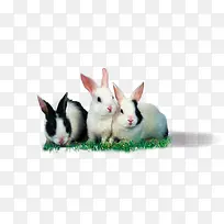 可爱小兔子造型草地