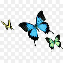 多种个性飞舞蝴蝶