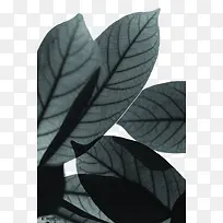 黑色卡通叶脉树叶