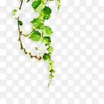 绿色植物树藤