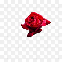 美丽的玫瑰花rose