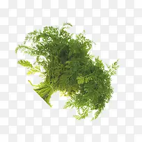 皇帝菜