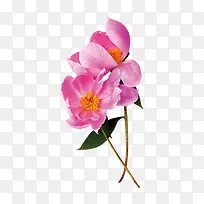 粉红的花