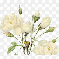 月季花免抠素材