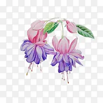 蓝紫色灯笼花手绘素材