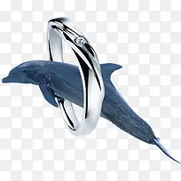 海豚戒指珠宝首饰