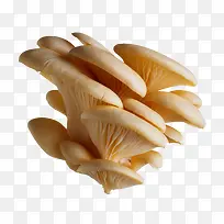 层层叠加的蘑菇