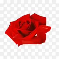 红色玫瑰花矢量素材图
