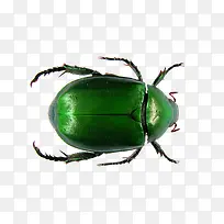 绿色昆虫