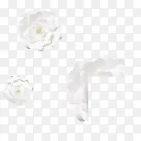 白色怒放的花朵