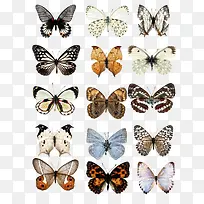 各式各样的蝴蝶样式