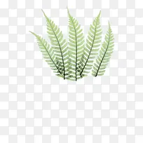 蕨菜的叶子