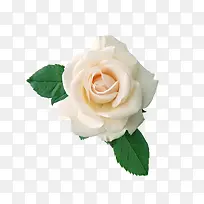 傲娇的白玫瑰