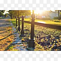阳光公园绿色植物