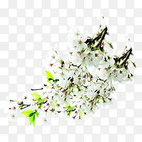 白色清爽唯美花朵