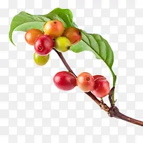在树枝上的红色咖啡果实物