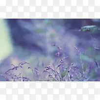 紫色薰衣草草丛海报背景