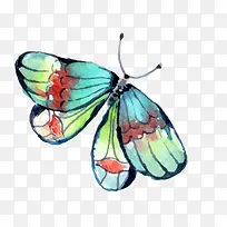 彩色手绘的蝴蝶