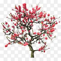 桃花朵朵开春天来了