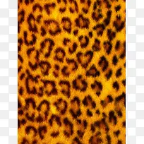 黄色豹子毛皮摄影