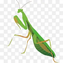 绿色的螳螂