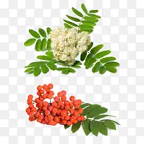 绿色植物草药