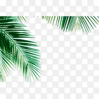 绿色椰子树叶