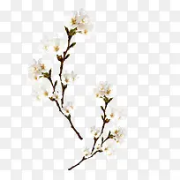 梅花