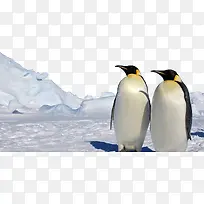 南极可爱企鹅