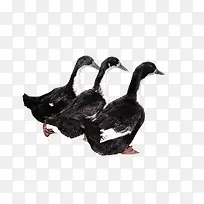 三只黑鸭